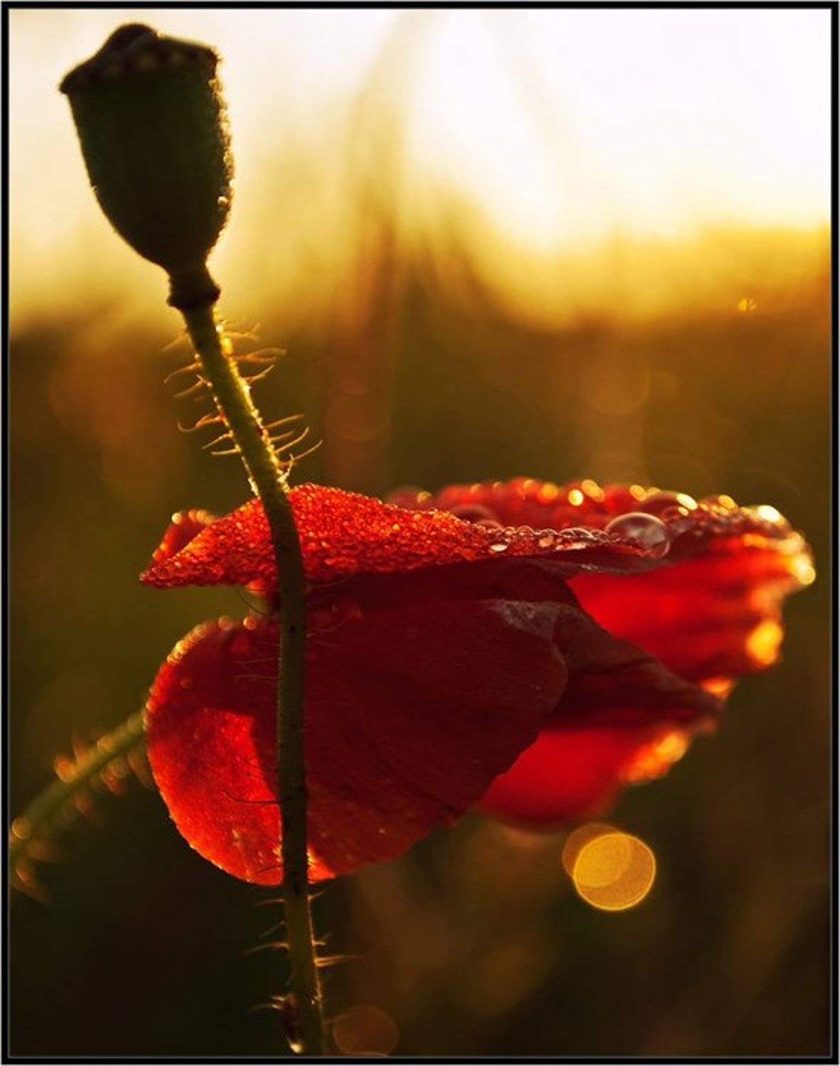 , Поліщук І.В.