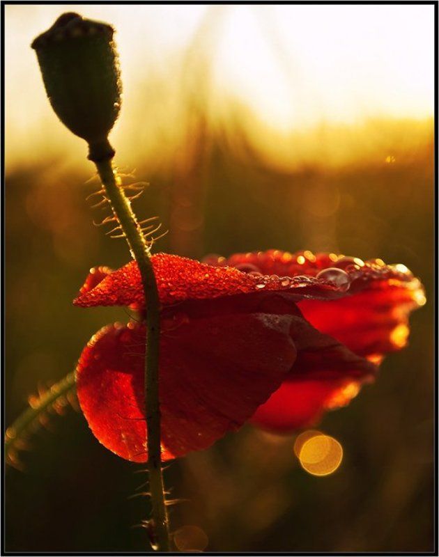 *** фото превью