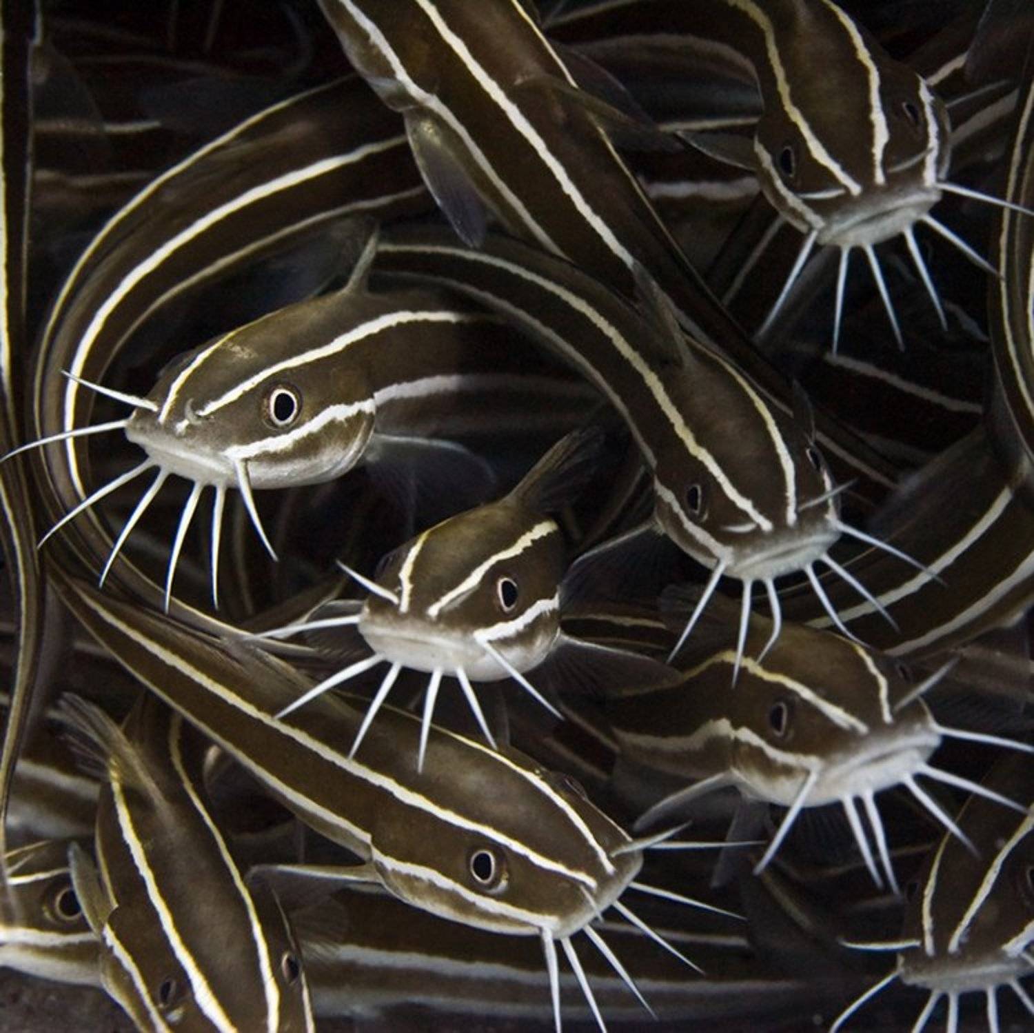 макро, сом, подводная съемка, море, Natalia Semko