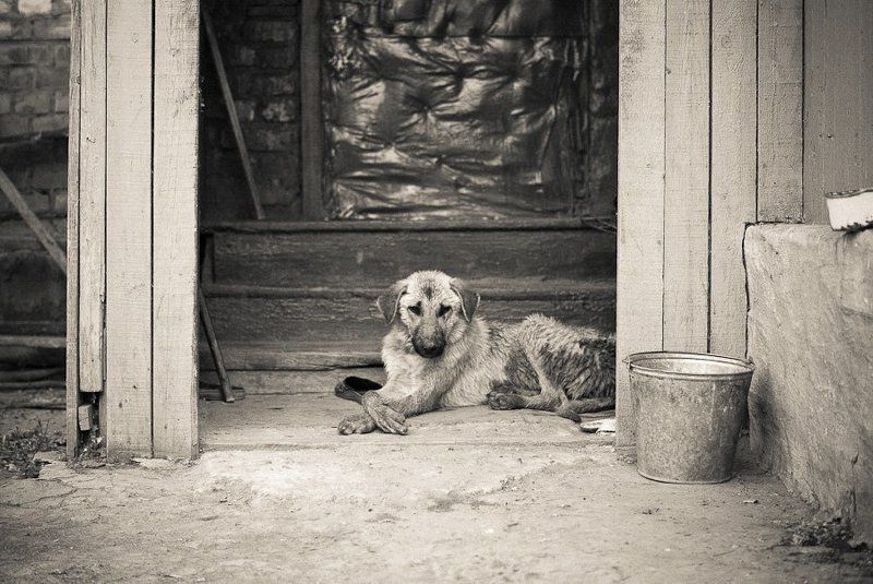 собака, деревня Бывает кусачей фото превью