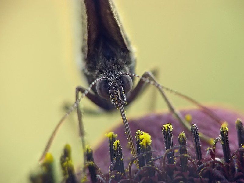 бабочка, жара, лето жара фото превью