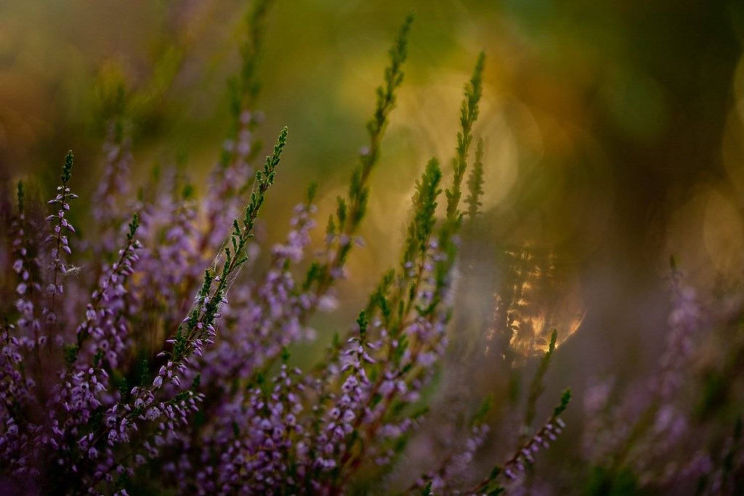 вереск, вечер, палитра, Юлия