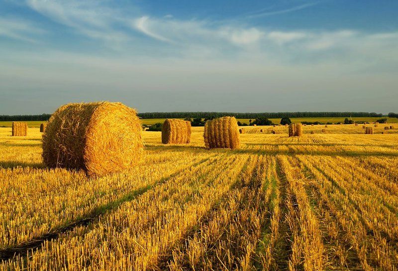 Про конец уборочной страды и жаркое лето фото превью