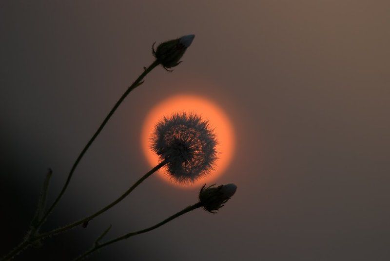 Я хочу раствориться в тебе... фото превью