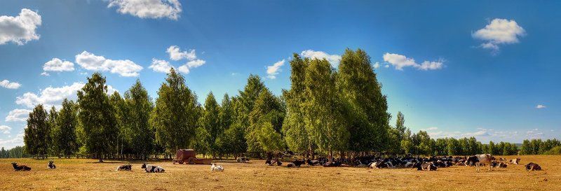 буренки Тридцать три коровы фото превью