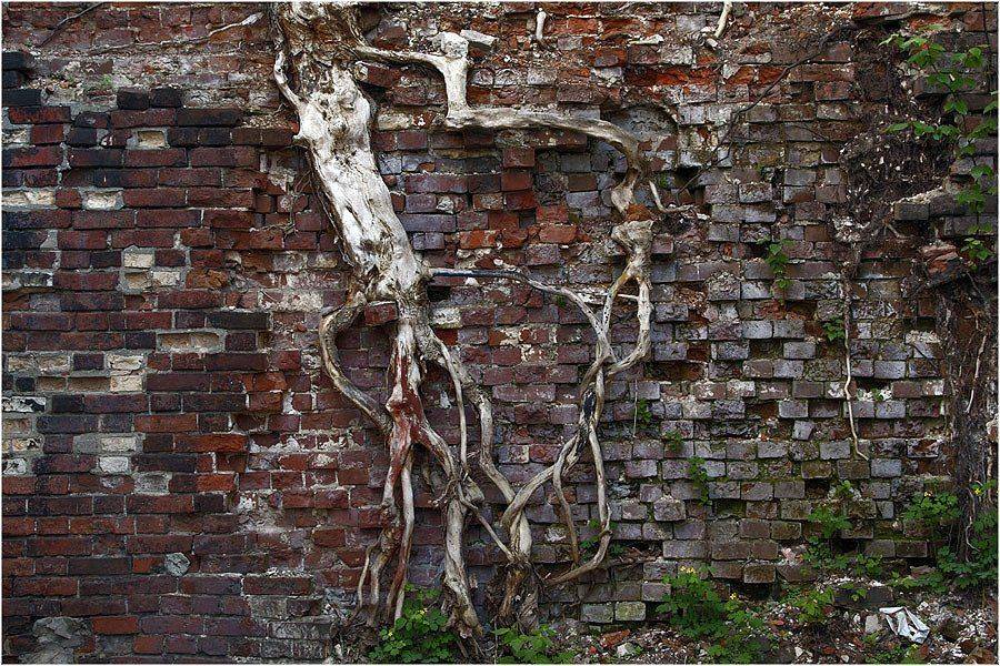 , СПИРИДОНОВ НИКОЛАЙ