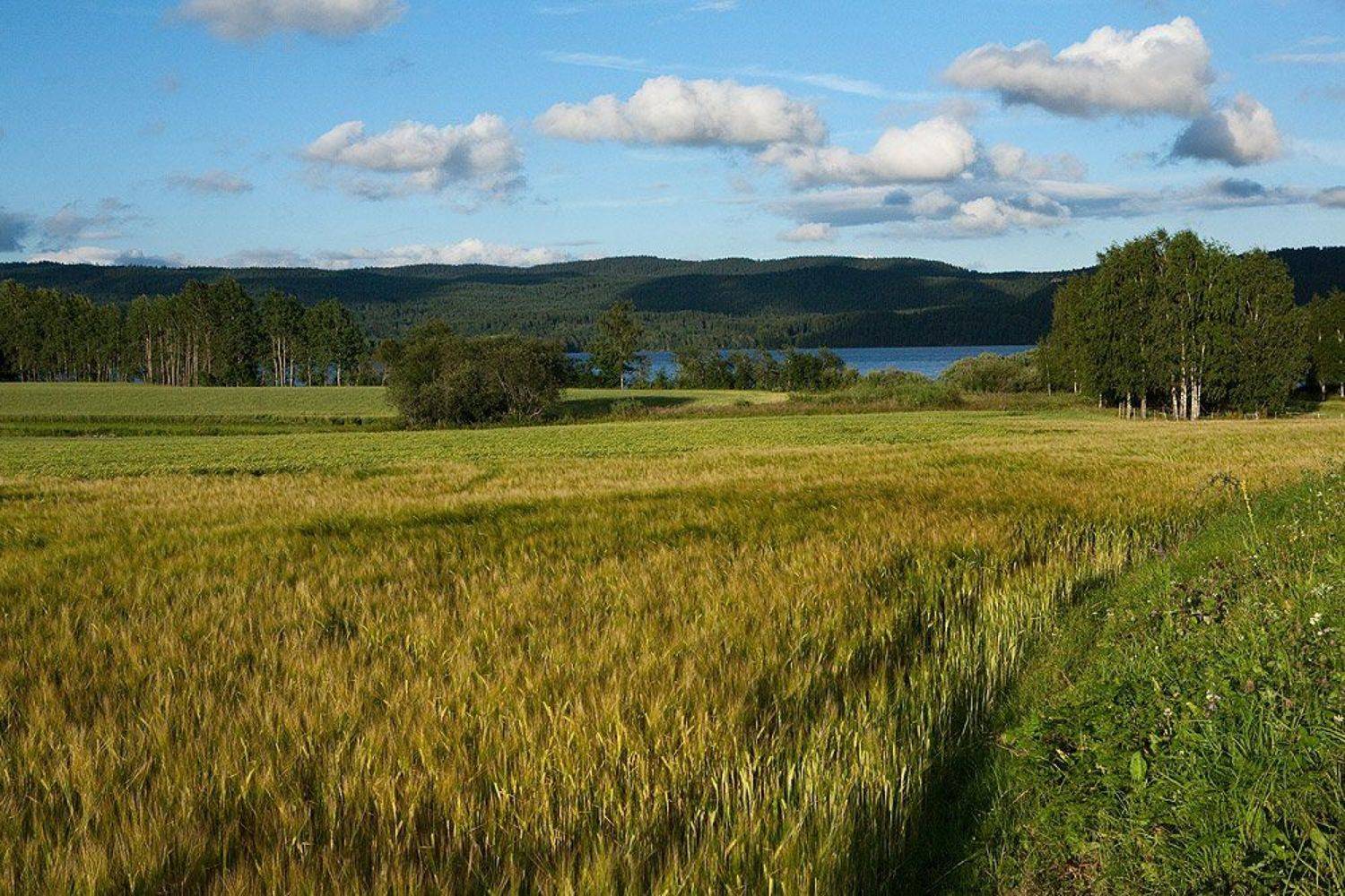 норвегия, осло, пейзаж, рожь, лето, Дмитрий Краснов