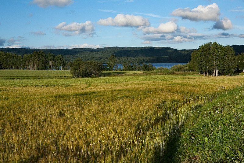 норвегия, осло, пейзаж, рожь, лето Норвежские зарисовки фото превью