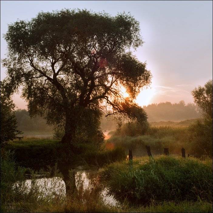 река, рассвет, дерево, Konstantin Voronov