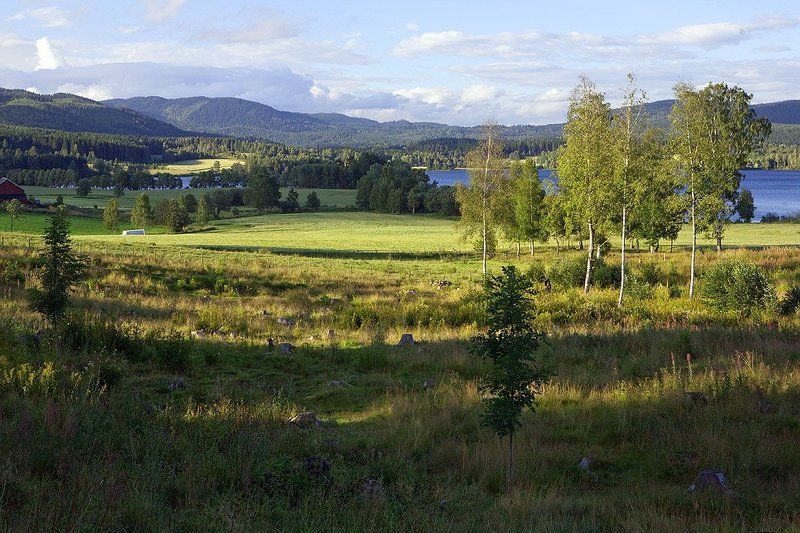 норвегия, осло, пейзаж, поле, лес, горы, лето Норвежские зарисовки - 2 фото превью