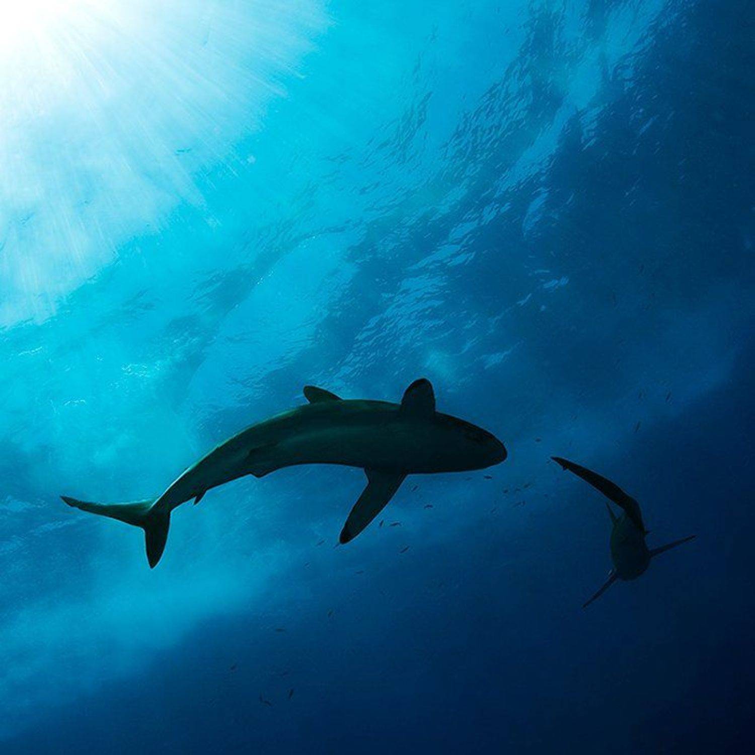 акула, солнце, вода, море, подводная съемка, Natalia Semko