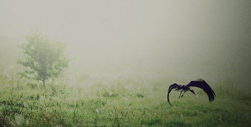 mist