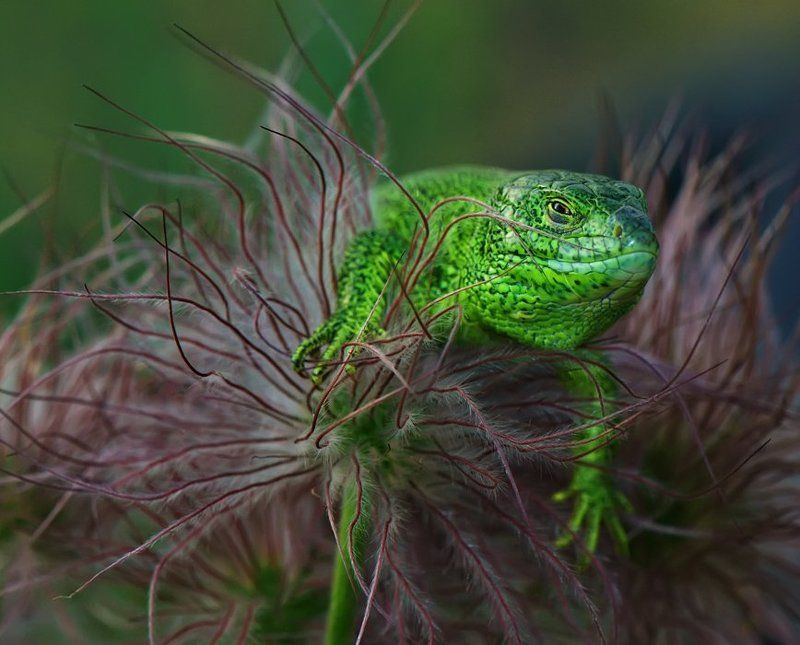 ящерица Взгляд томных глаз дракоши... фото превью