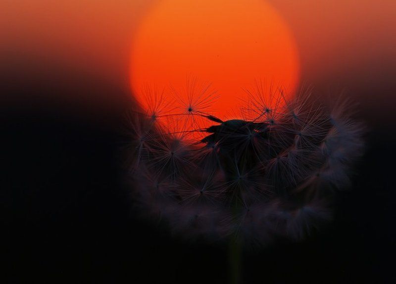 Диалог с закатом... фото превью