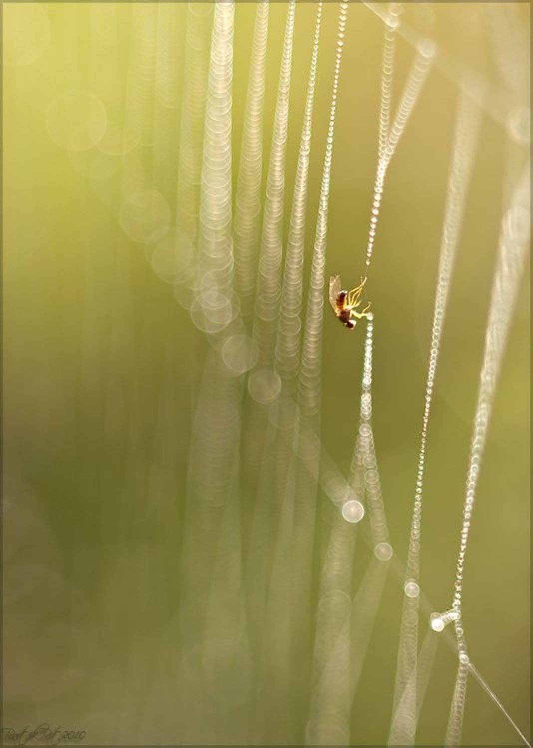 , Ростислав