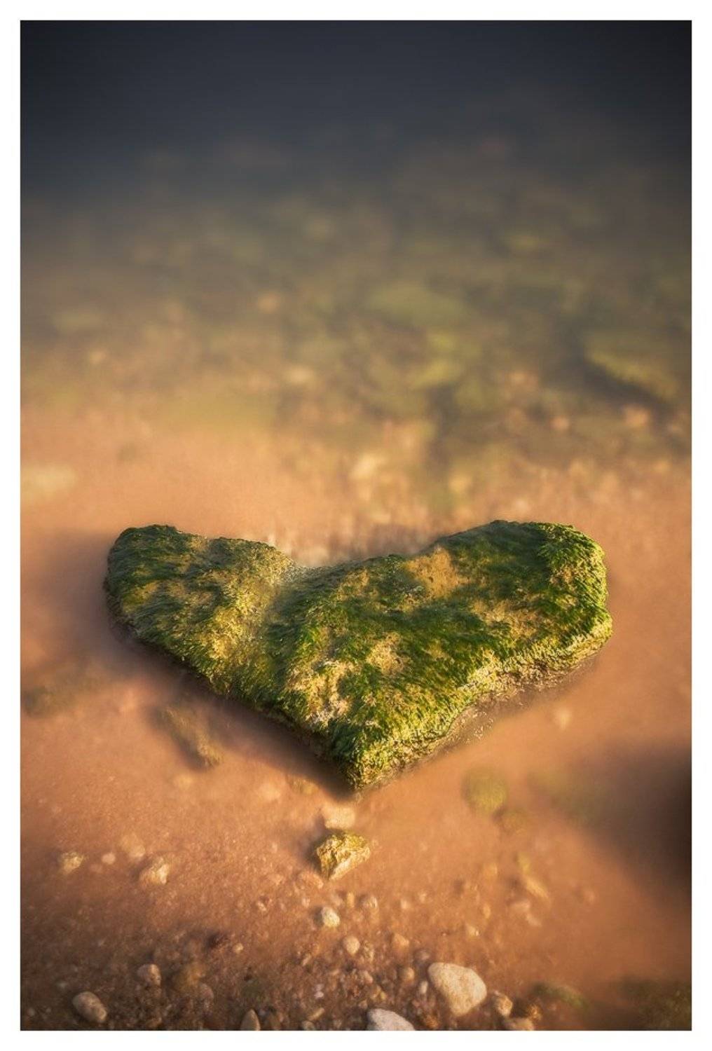 , Денис Кривой