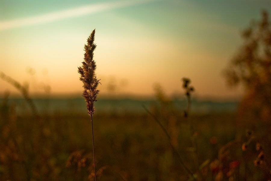 вечер, луг, Andrew