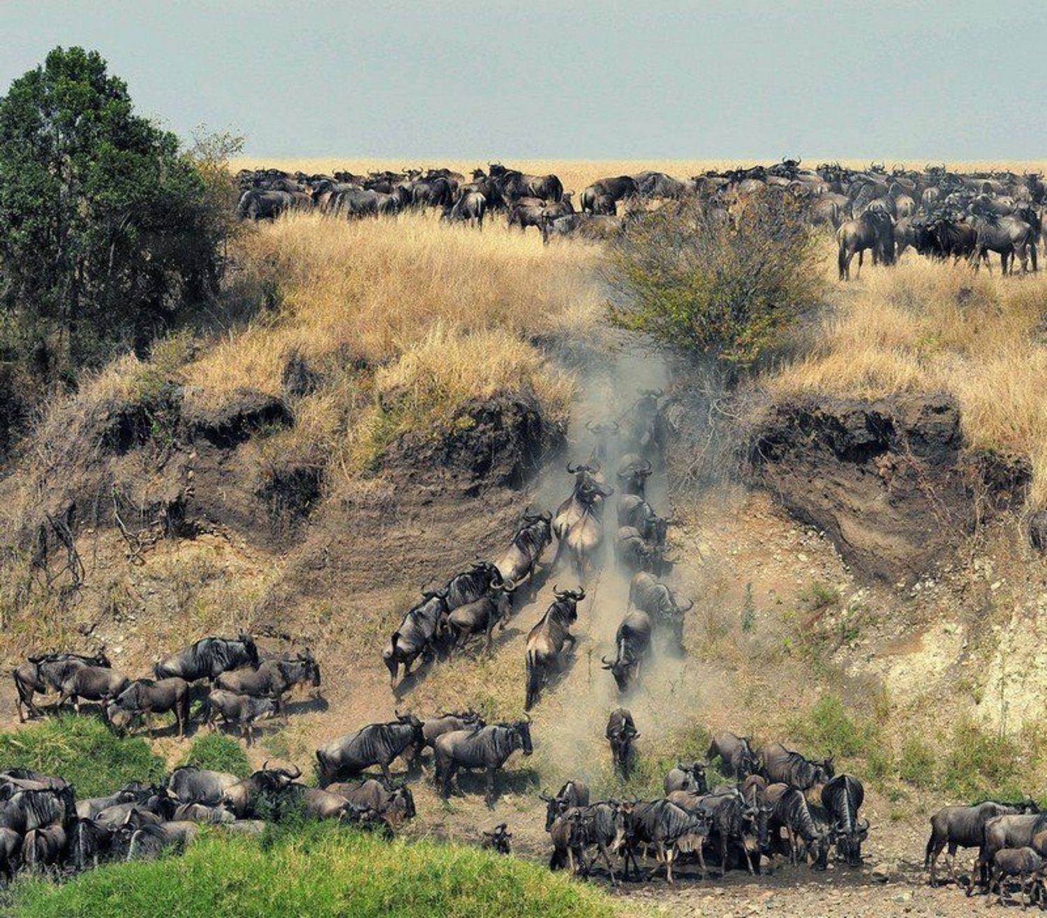 миграция, кения, масай, мара, гну, fotomafia