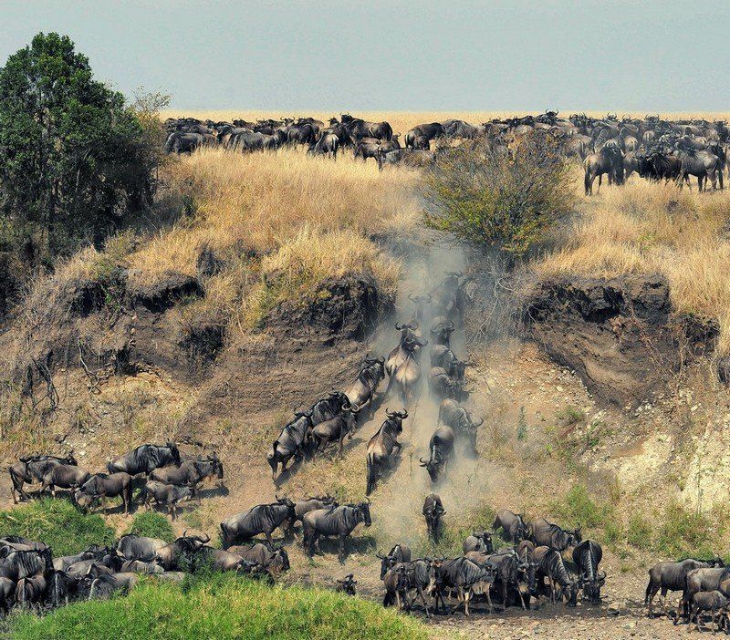 миграция, кения, масай, мара, гну Миграция фото превью