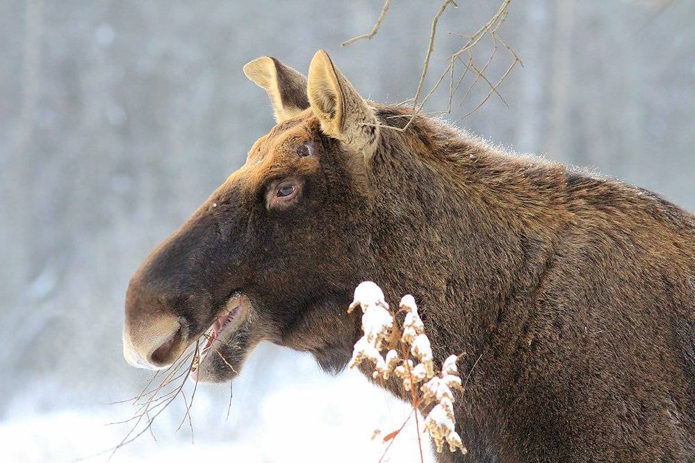 лось,лосиный остров,, Михаил Крюков
