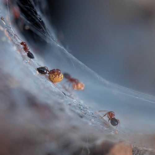 Ants workers