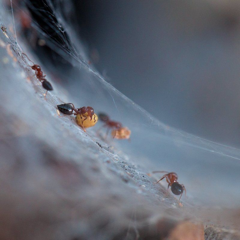 ants,ant,insects,macro,light,bokeh,beautiful,close up,fairy,nature,wild,wildlife Ants workers фото превью