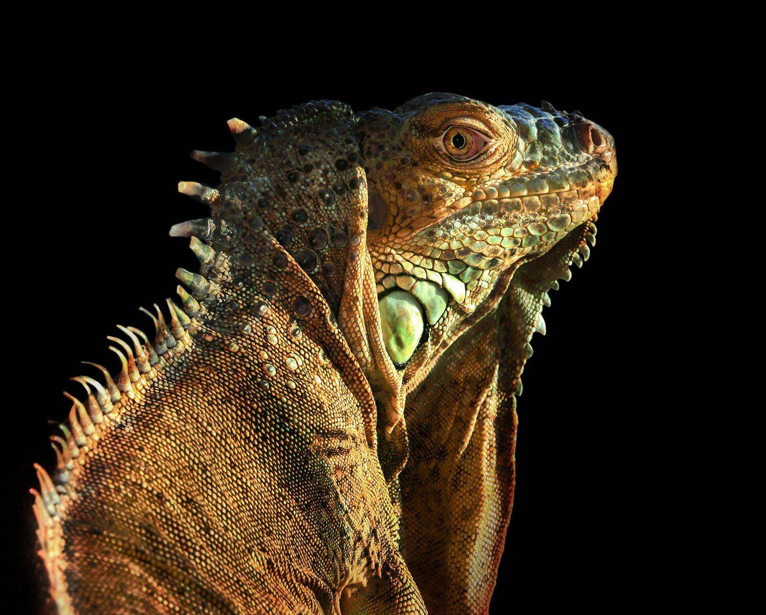 , Олег Богданов