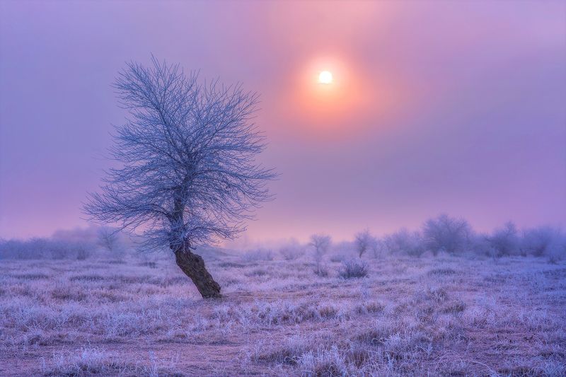 иней фото превью