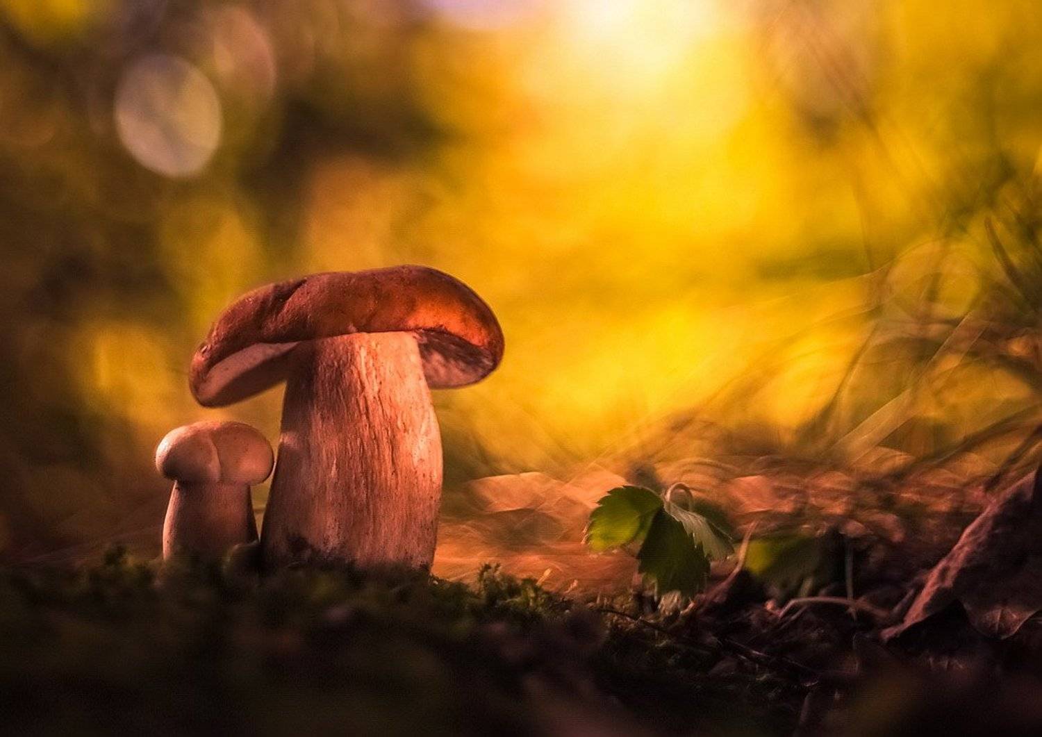 , Вячеслав Мищенко