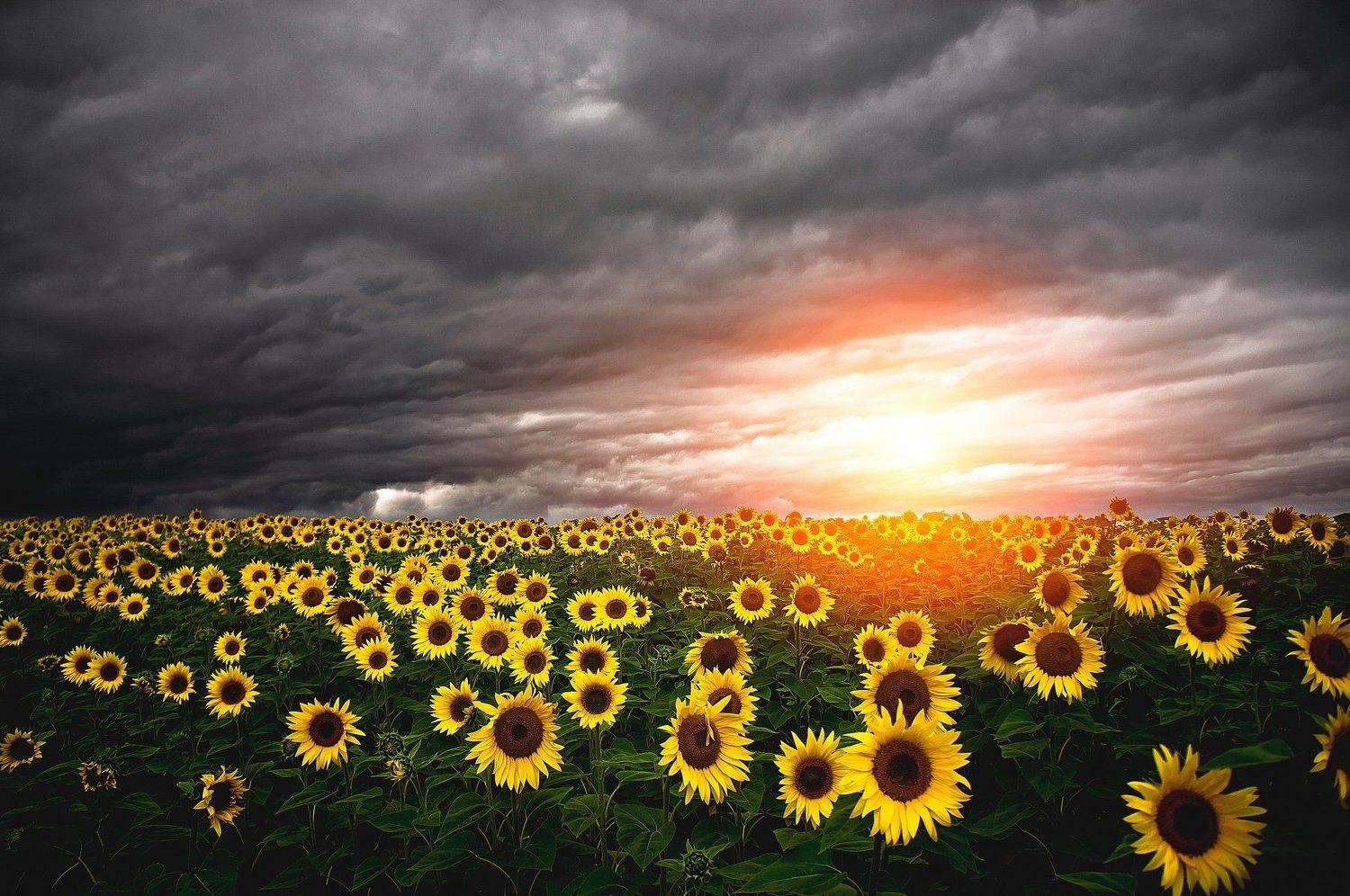 , Чурляев Максим