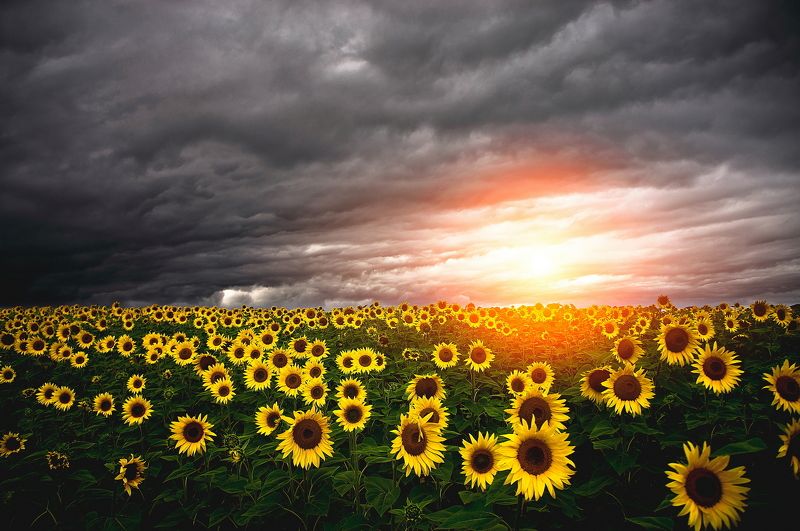 Подсолнухи фото превью