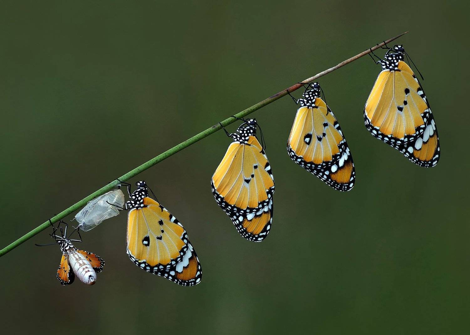 animal, nature, macro, family, just born, little, butterfly, girl, female, order, baby, pupae, sister,african monarch-plain, Savas Sener