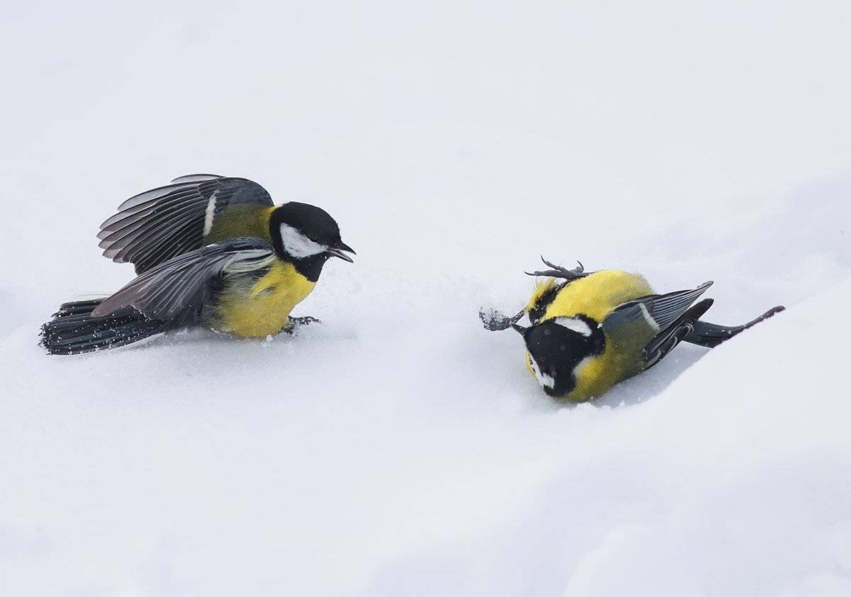 синица, Наталья