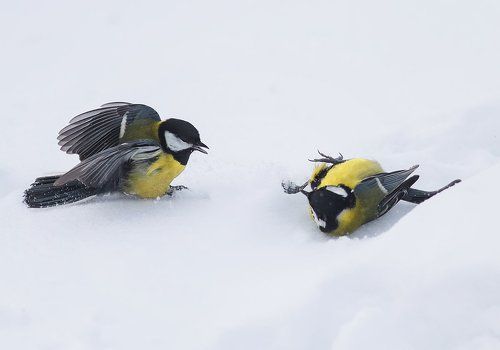 лежачего не бьют