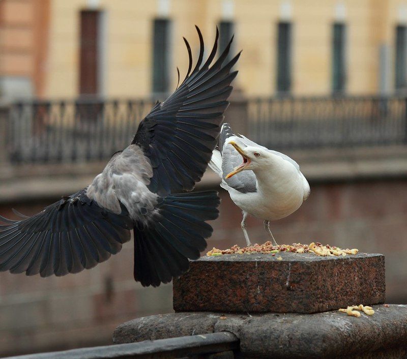 Битва на канале фото превью