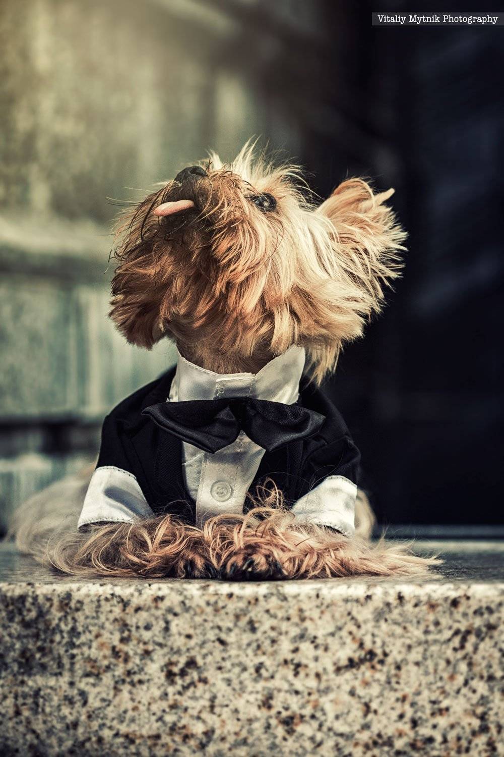 adorable, animal, background, beauty, black, breed, brown, camera, canine, cute, dog, doggy, domestic, eye, friend, front, fur, hair, happy, head, indoor, joyful, little, looking, mammal, mini, nice, nobody, nose, one, outdoor, pedigree, pet, portrait, pr, Виталий Мытник