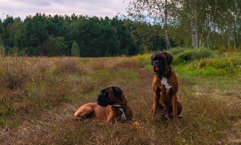 собака, боксёр На закате фото превью