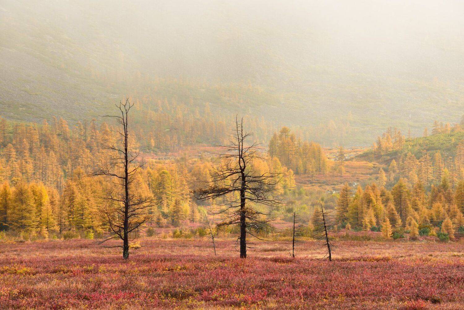 , Максим Евдокимов ( www.wildphotorus.ru )