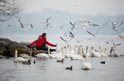 Swan Lake