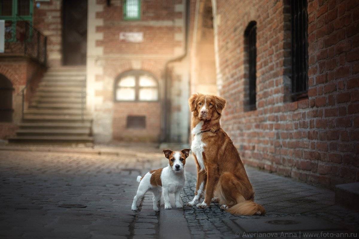 собака, город, Польша, Анна Аверьянова