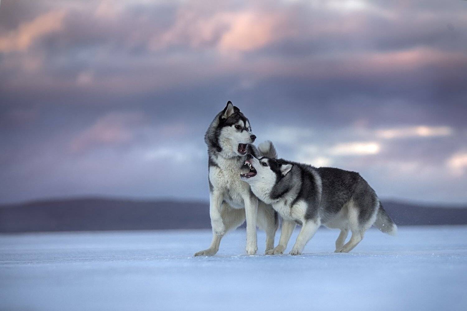 , Андрей Ершов