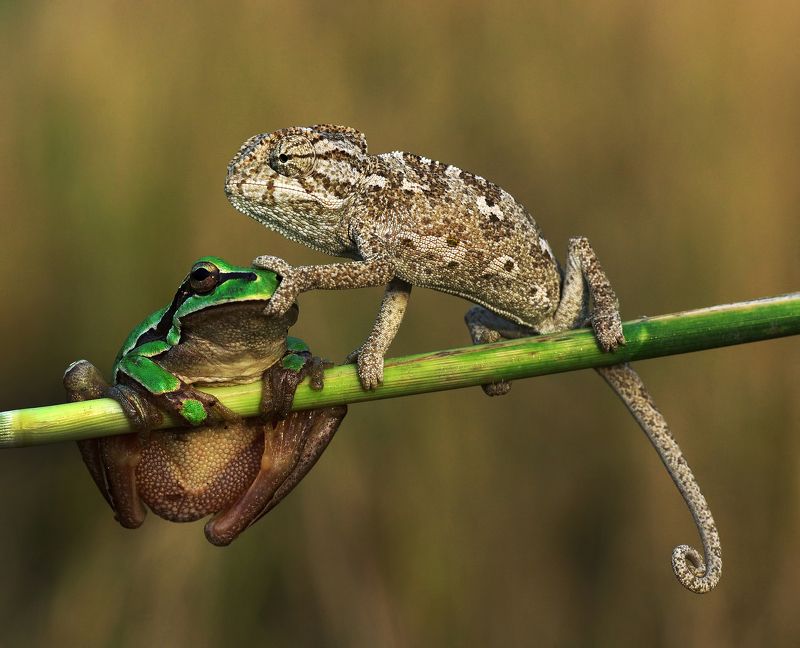 animal, nature, macro, chameleon, frog, friendship, relation, shut up shut up фото превью