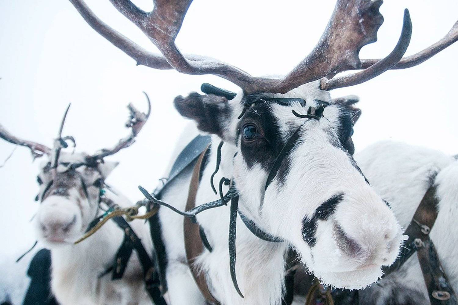 воркута, Марина Сивакова