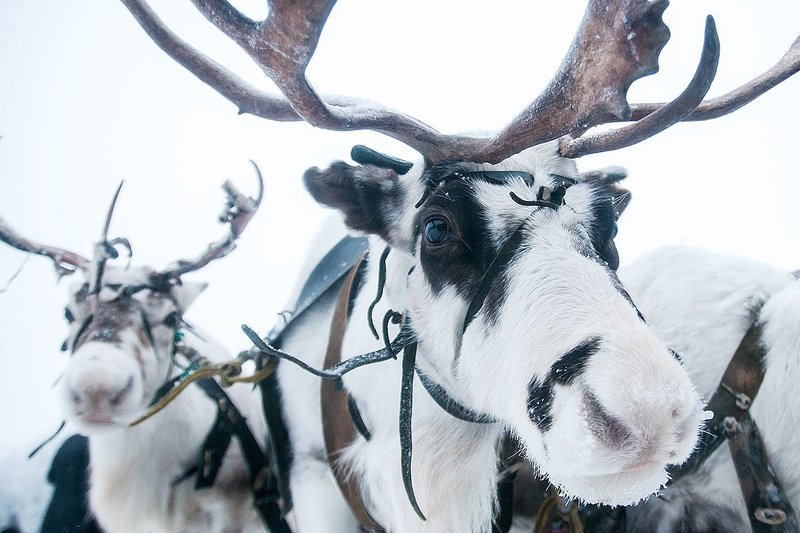 воркута  фото превью