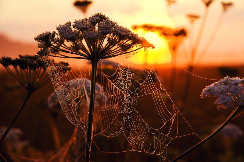 Ярославль, Закат, Россия, природа Золото заката 2 фото превью