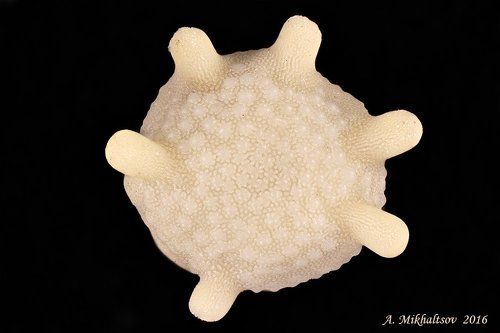 Звёздная песчинка 2