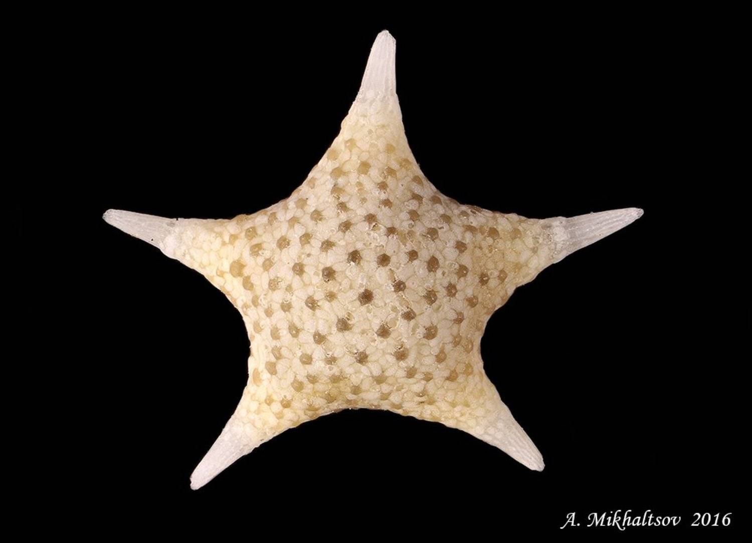 фораминифера baculogypsina sphaerulata, Анатолий Михальцов