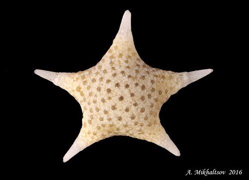 Звёздная песчинка