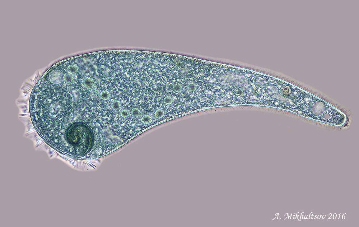 инфузория stentor coeruleus, Анатолий Михальцов