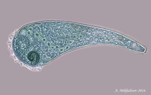Инфузория Stentor coeruleus